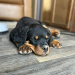 Bueller Vom Kinghaus
