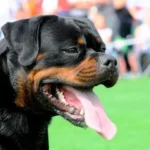 Imperator Vom Haus Zschammer – World Champion Rottweiler