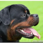 Imperator Vom Haus Zschammer – World Champion Rottweiler