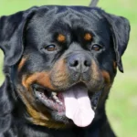 Imperator Vom Haus Zschammer – World Champion Rottweiler