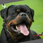 Imperator Vom Haus Zschammer – World Champion Rottweiler