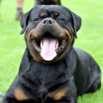 Imperator Vom Haus Zschammer – World Champion Rottweiler
