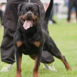 Imperator Vom Haus Zschammer – World Champion Rottweiler