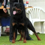 Imperator Vom Haus Zschammer – World Champion Rottweiler