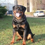 Imperator Vom Haus Zschammer – World Champion Rottweiler