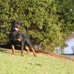 Imperator Vom Haus Zschammer – World Champion Rottweiler