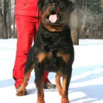 Imperator Vom Haus Zschammer – World Champion Rottweiler