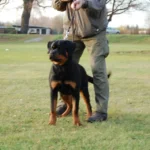 Imperator Vom Haus Zschammer – World Champion Rottweiler