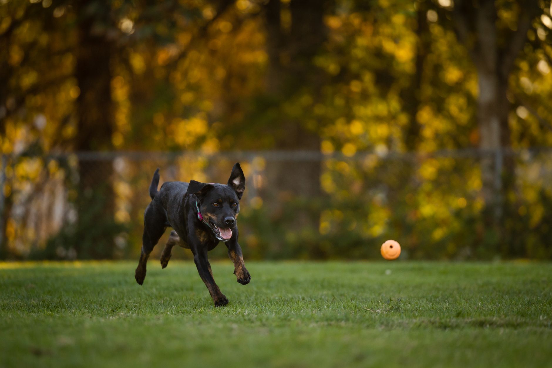 A lively Rottweiler speeds across a grassy park, joyfully chasing a ball in the warm afternoon sun.