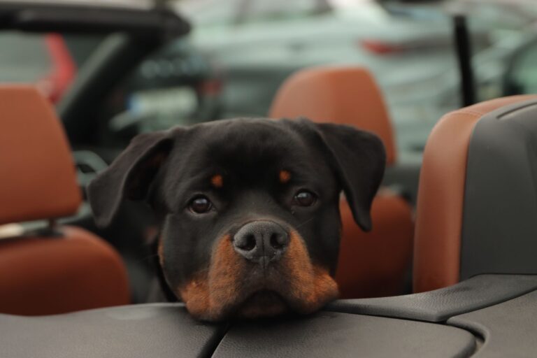 Adorable Rottweiler dog resting its head in a convertible car seat, outdoors.