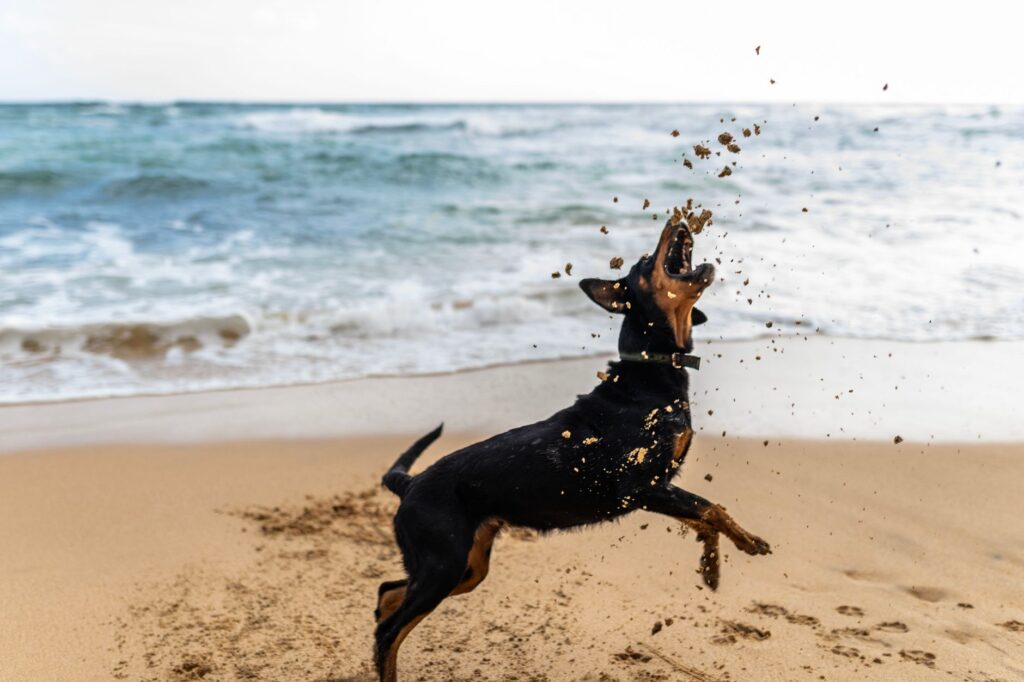 A lively Rottweiler playing with sand on a sunny beach in Talpe, Sri Lanka, capturing the spirit of adventure.