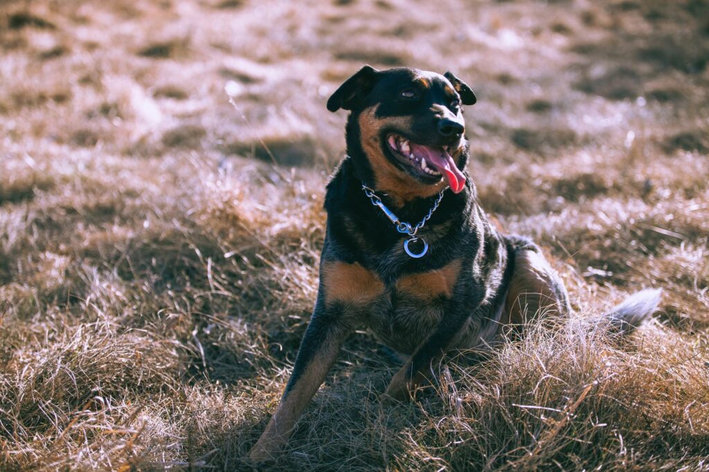 A cheerful Rottweiler dog sitting on dry grass in a natural rural setting.