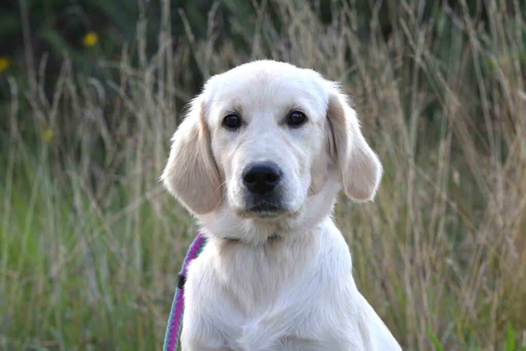 Adorable Golden Retriever puppy sitting in a grassy outdoor setting.