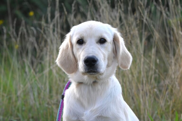 Adorable Golden Retriever puppy sitting in a grassy outdoor setting.